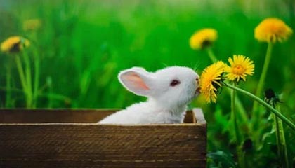 开云入口：开启奢华生活的新方式